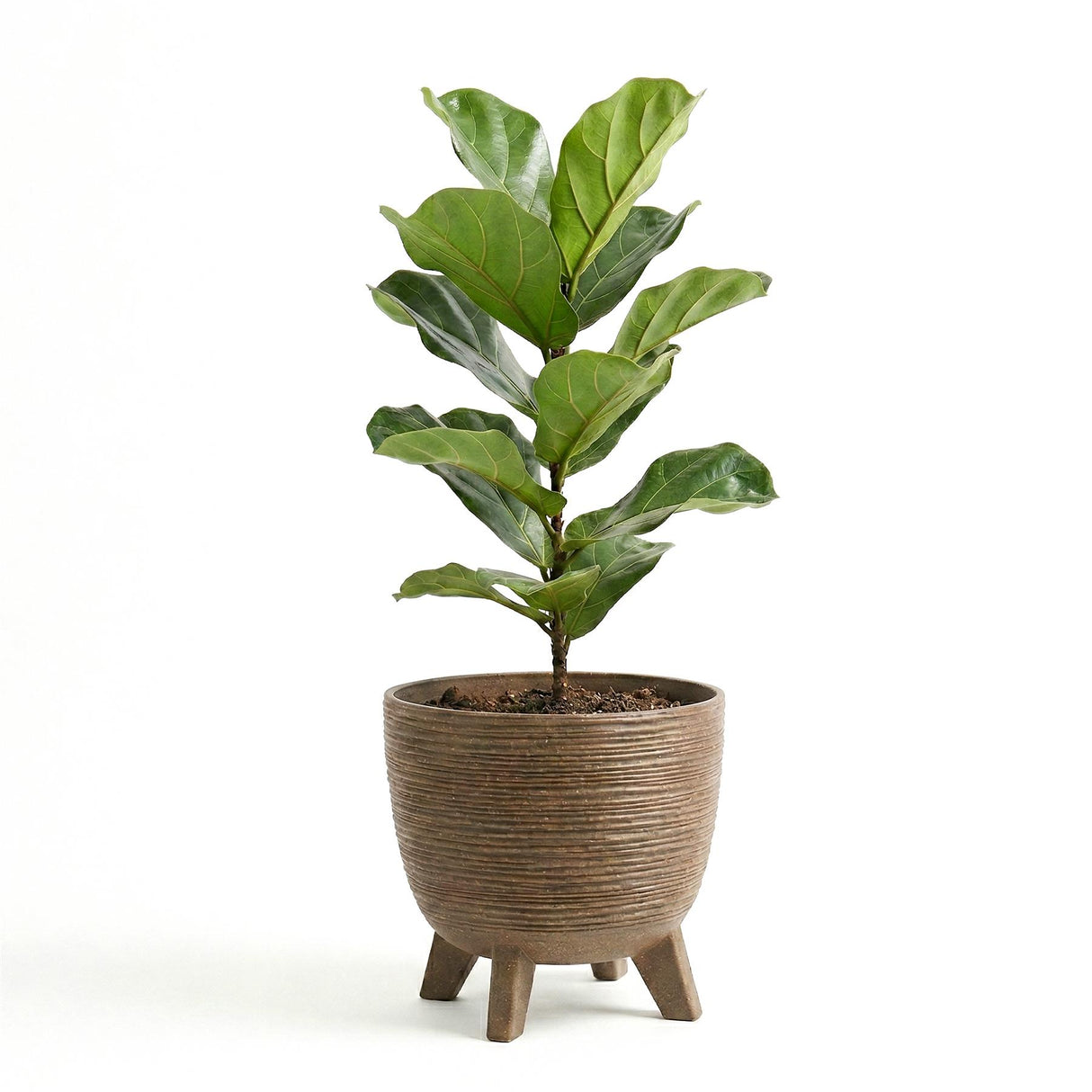 A potted indoor plant with large green leaves sits in a ribbed brown ceramic planter resting on three legs.
