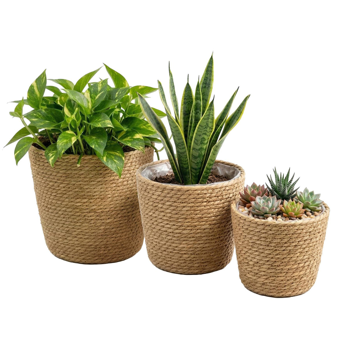 Three woven planters of varying sizes display plants, including succulents and broad green leaves.