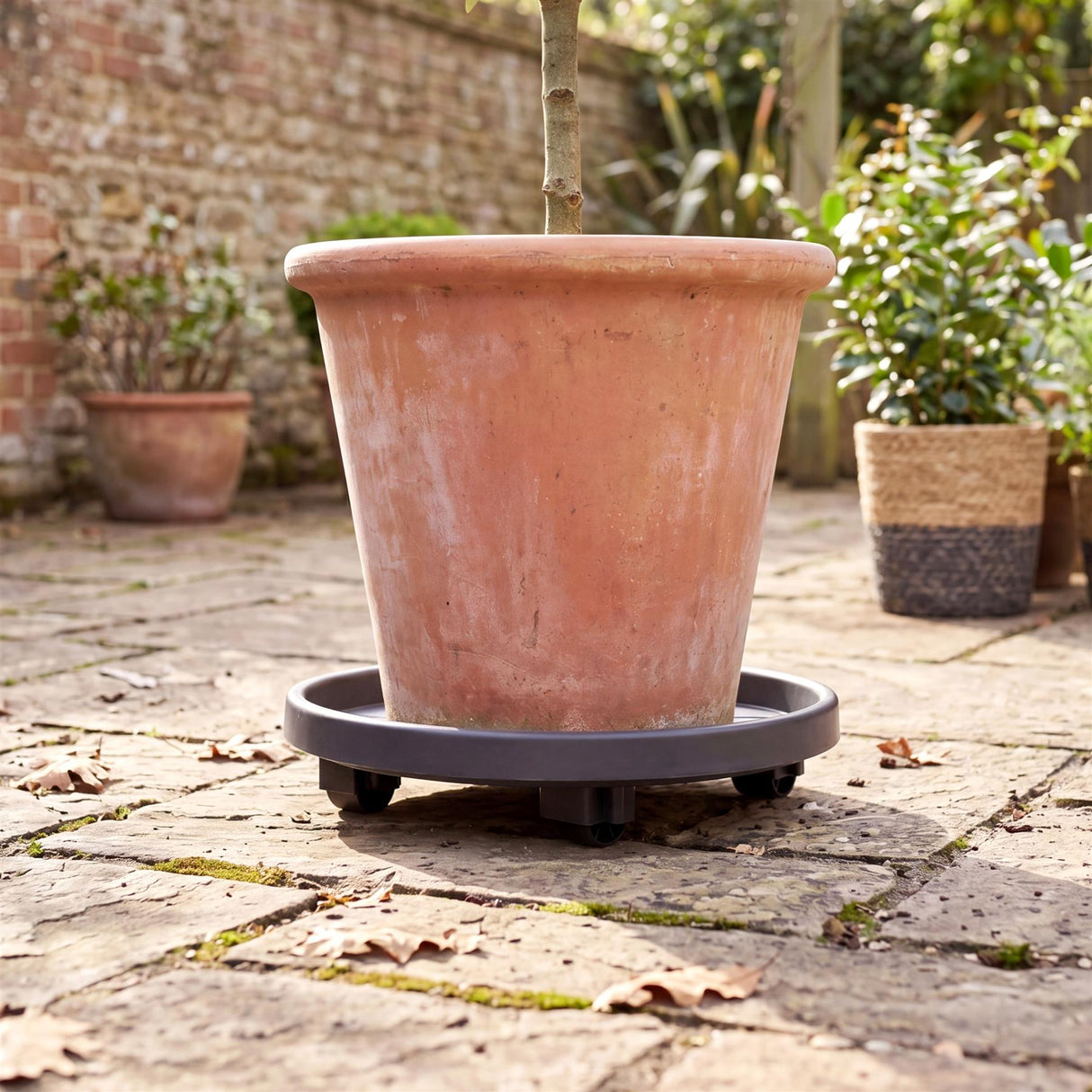 Terracotta plant pot resting on a dark, round, wheeled outdoor plant caddy.