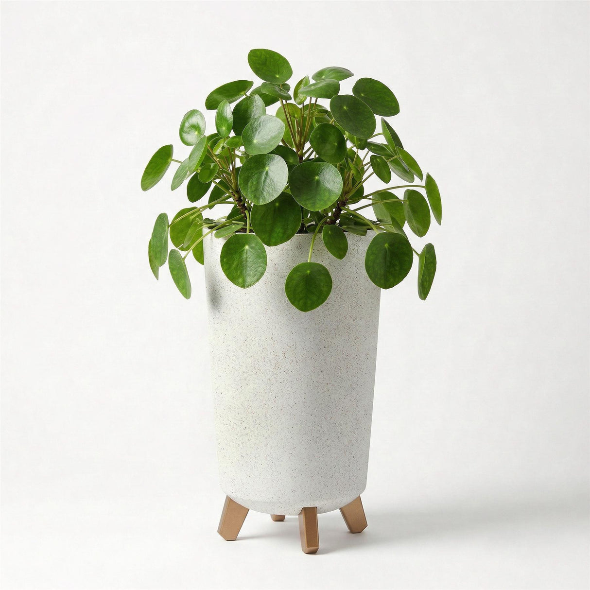 Speckled white flower pot on four wooden legs, filled with dense green foliage and leaves.