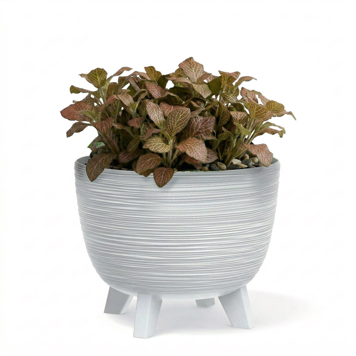 Potted plant with bronze leaves in a textured white ceramic pot supported by short legs.