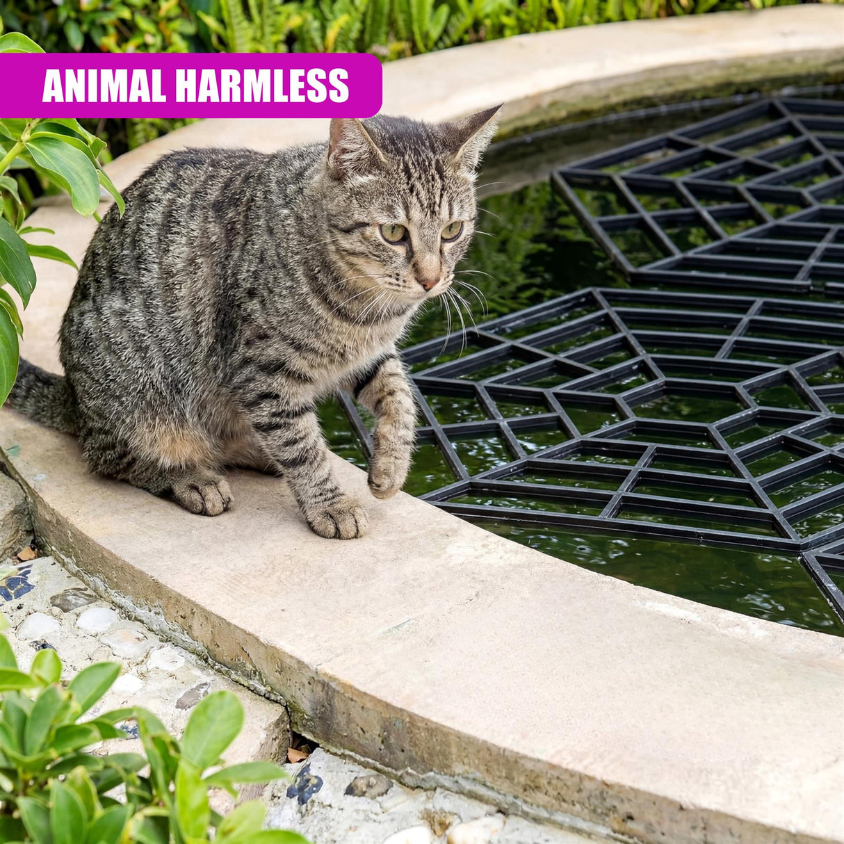 A tabby cat stands on the concrete edge near a black floating pond protector grate.