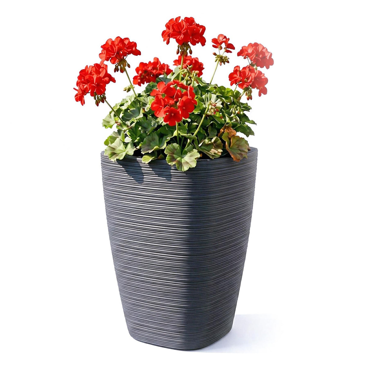 Tall, ribbed gray flower pot containing vibrant red and green flowering plants.