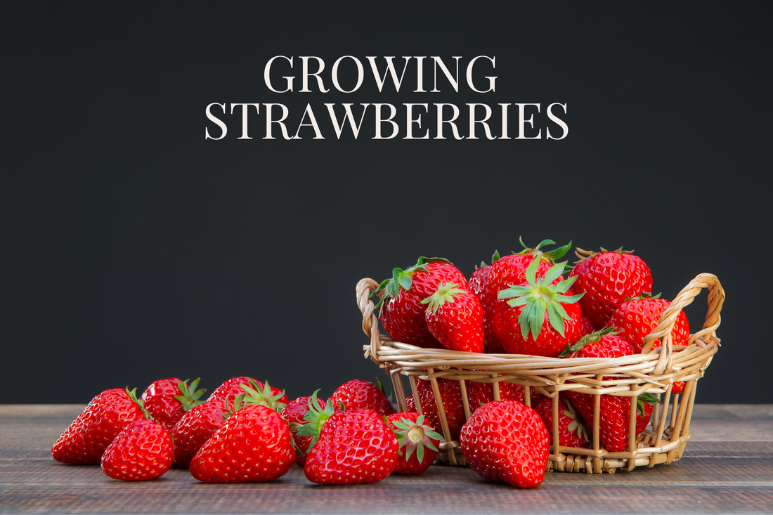 A Beginner's Guide to Growing Strawberries: Tips and Tricks for a Bountiful Harvest