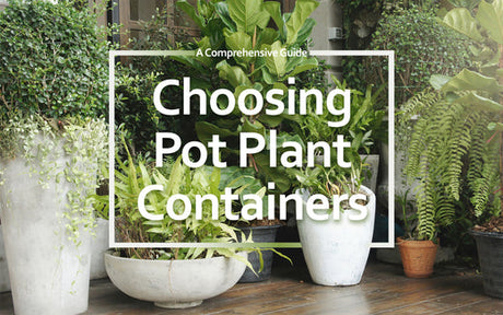 Choosing Pot Plant Containers - UKBuyZone Blog