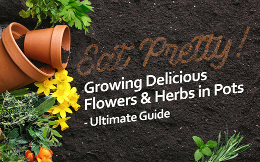 Growing Delicious Flowers & Herbs in Pots - Ultimate Guide - UKBuyZone Blog