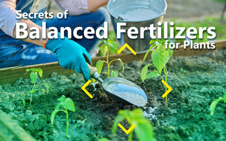 Secrets of Balanced Fertilizers for Plants - UKBuyZone Blog