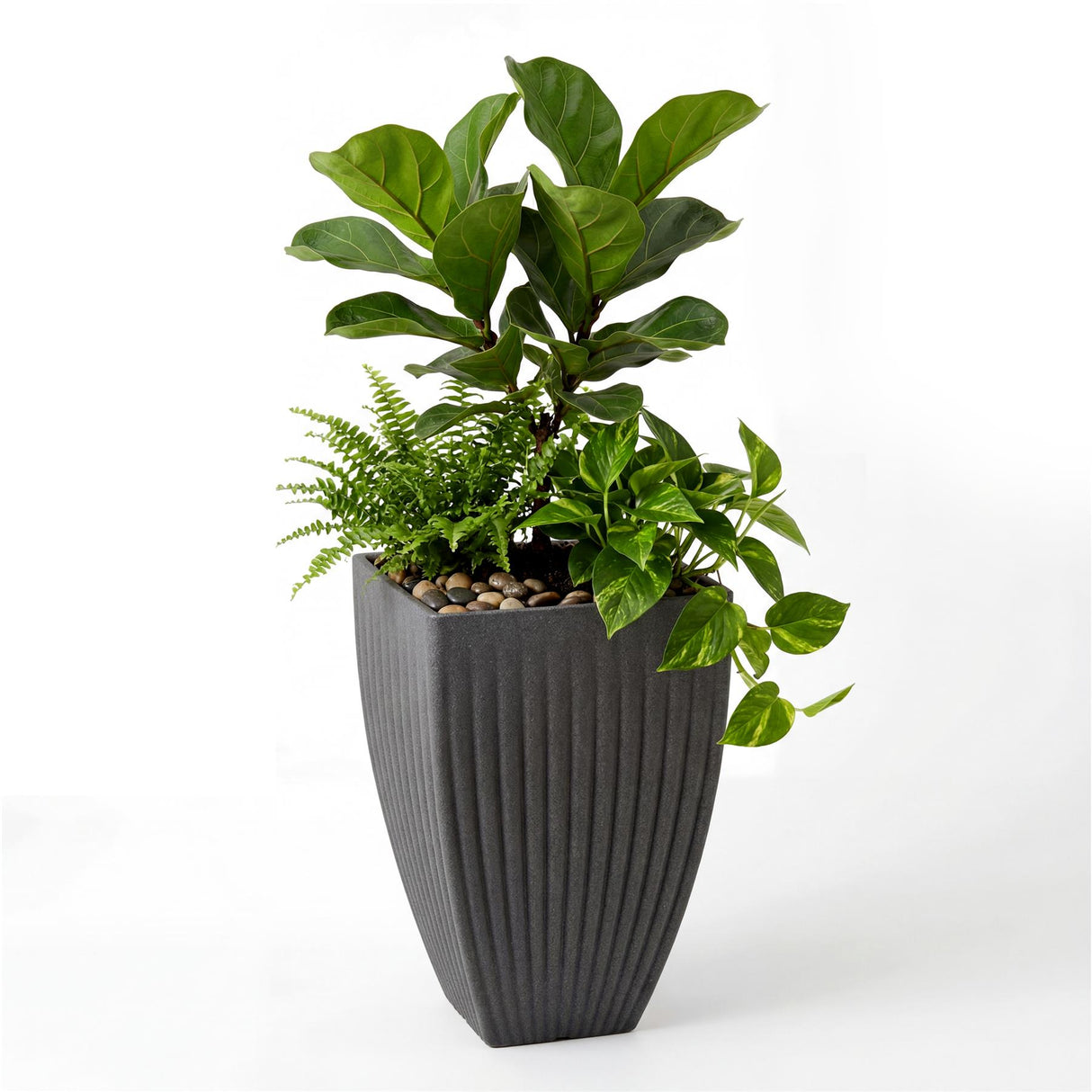 Ribbed dark gray planter pot filled with varied greenery, including ferns and broad tropical leaves.