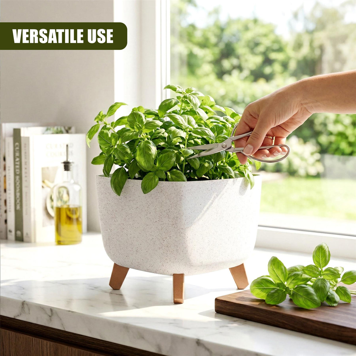 A white potted herb plant sits on a counter, being trimmed by a hand using shears.