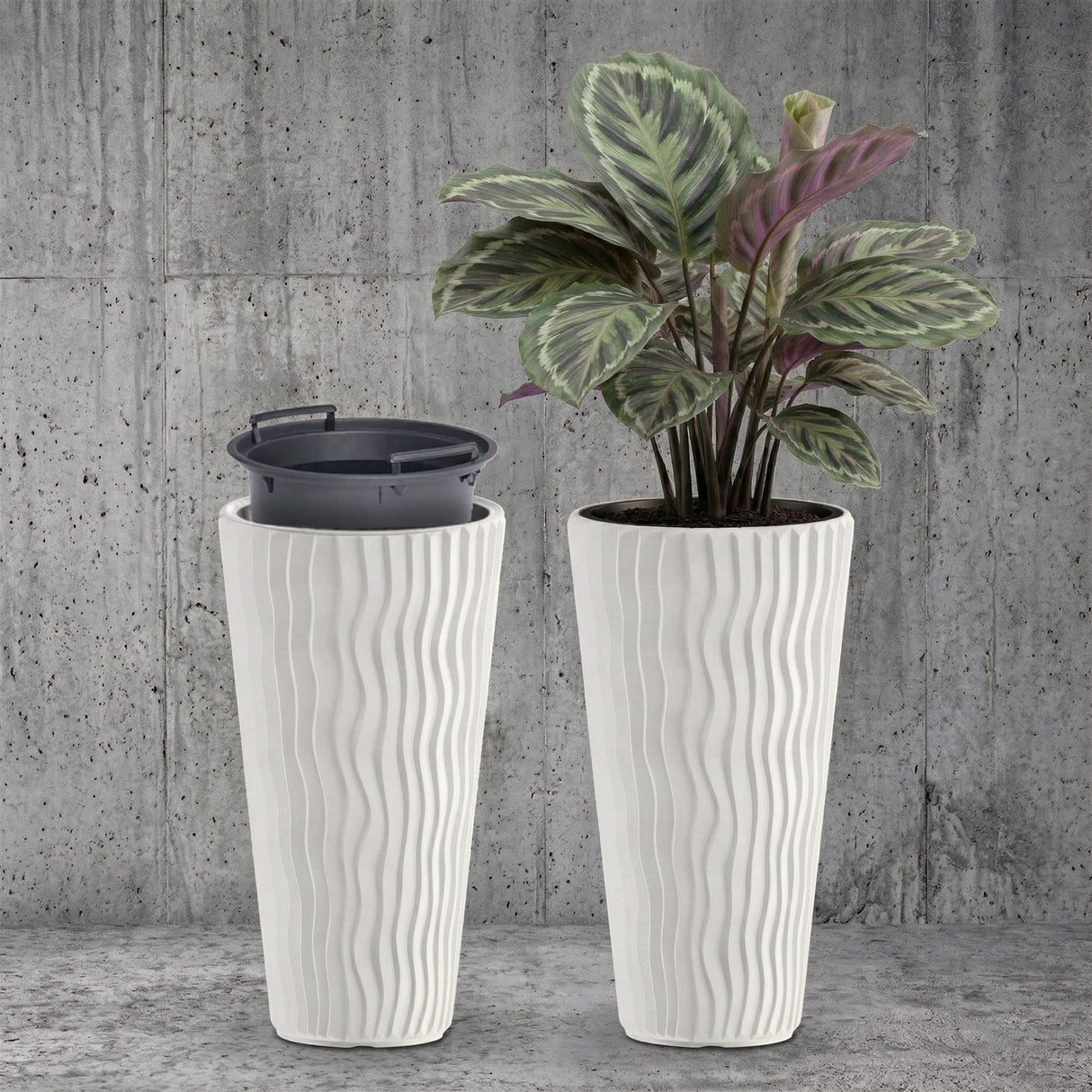 A pair of white ribbed planters on a surface, featuring one pot with a large variegated plant.