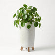 Speckled white flower pot on four wooden legs, filled with dense green foliage and leaves.