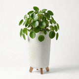 Speckled white flower pot on four wooden legs, filled with dense green foliage and leaves.