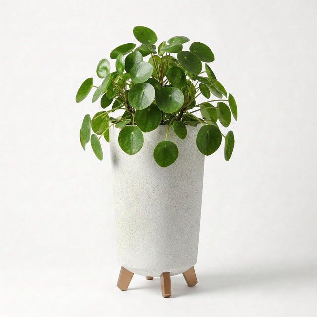 Speckled white flower pot on four wooden legs, filled with dense green foliage and leaves.