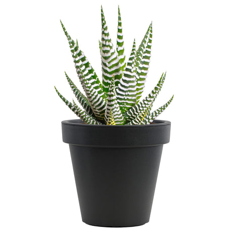 Small Round Anthracite Flower Planter 20 x 18 cm by Geezy - UKBuyZone