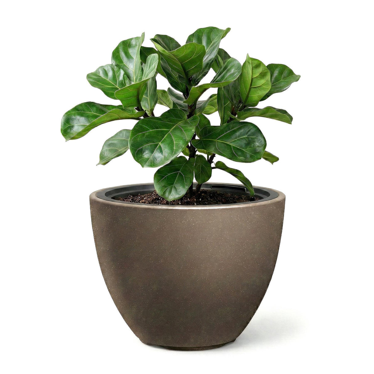 Green leafy plant potted in a smooth, modern, deep brown oval flower pot container.