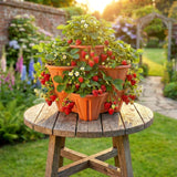 This is a stackable planter filled with strawberries, set on a wooden table outdoors during sunset. The strawberries are red and ripe, the flowers add a touch of nature's beauty to the scene. The planter has three distinct layers allowing for multiple plantings, perfect for gardening enthusiasts. The overall atmosphere is serene and inviting, reminiscent of a beautiful garden in the backyard. - UKBuyZone
