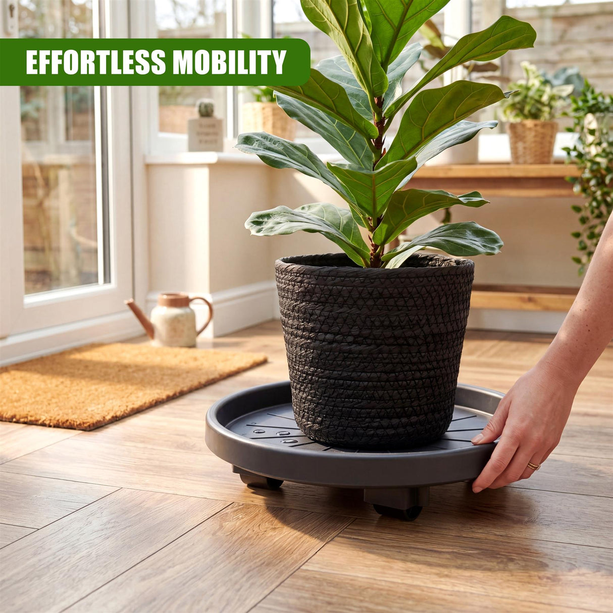 Dark green houseplant potted in black container rests on a round gray caddy with wheels.