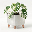 Potted houseplant with variegated green and white leaves displayed in a grey, three-legged ceramic container.