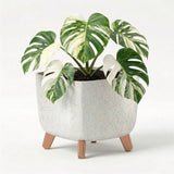 Potted houseplant with variegated green and white leaves displayed in a grey, three-legged ceramic container.