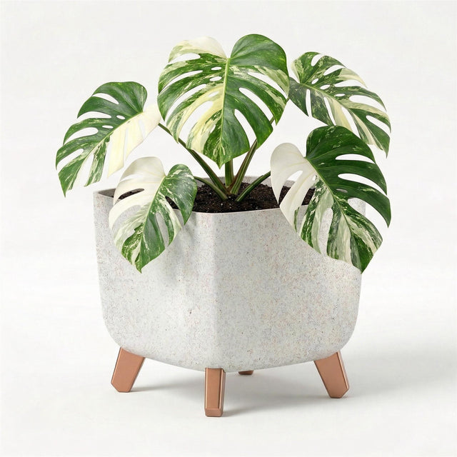 Potted houseplant with variegated green and white leaves displayed in a grey, three-legged ceramic container.
