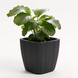 A vibrant green plant with variegated leaves sits in a matte black ribbed planter pot.