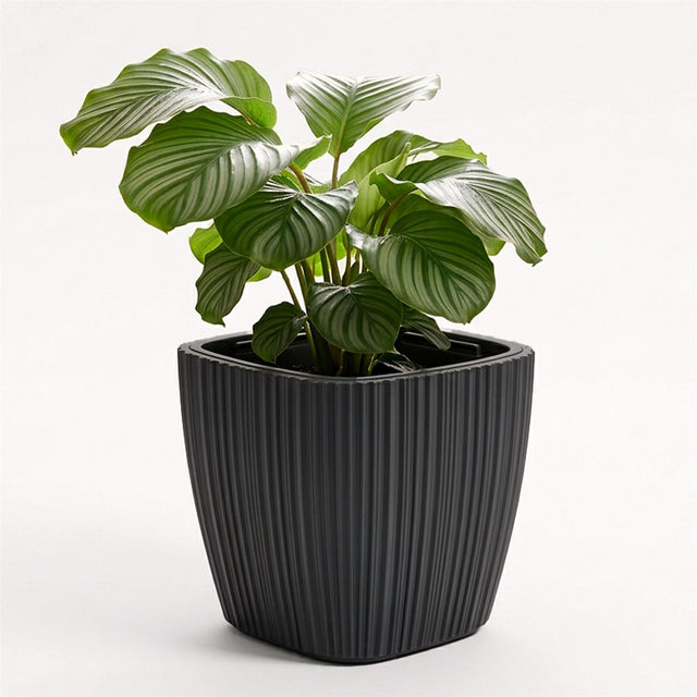 A vibrant green plant with variegated leaves sits in a matte black ribbed planter pot.