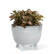 Potted plant with bronze leaves in a textured white ceramic pot supported by short legs.