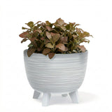 Potted plant with bronze leaves in a textured white ceramic pot supported by short legs.