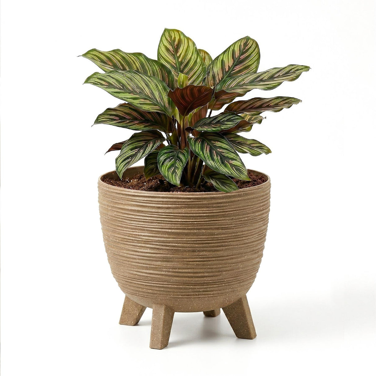 Ribbed brown flower pot with three legs holding a variegated green and striped foliage plant.