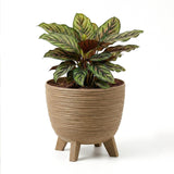 Ribbed brown flower pot with three legs holding a variegated green and striped foliage plant.