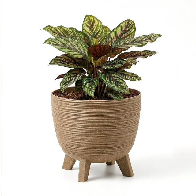 Ribbed brown flower pot with three legs holding a variegated green and striped foliage plant.