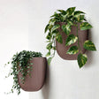 Two ribbed brown wall planters hold lush green foliage, featuring trailing and vining plant types.