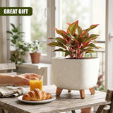 Wooden table setting with a potted plant, juice glass, and a flaky croissant resting on a plate.