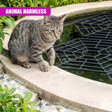 A tabby cat stands on the concrete edge near a black floating pond protector grate.