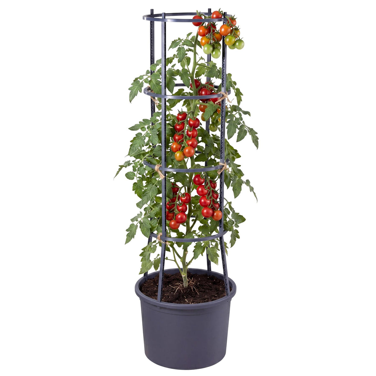Four-tiered black metal stand supporting a tomato plant and ripening fruit in a dark planter pot.