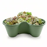 Curved green planter containing a collection of variegated succulent plants.